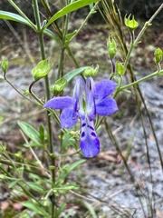 Trichostema setaceum