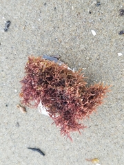 Rhodophyta