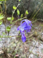 Trichostema setaceum