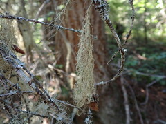Ramalina thrausta