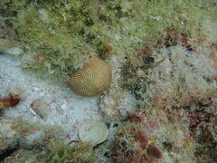 Stephanocoenia intersepta