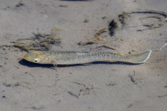 Cyprinodon elegans