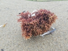 Rhodophyta