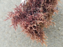 Rhodophyta