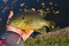 Lepomis cyanellus × microlophus