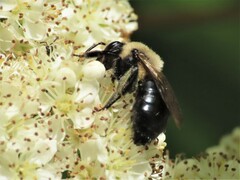 Melandrena