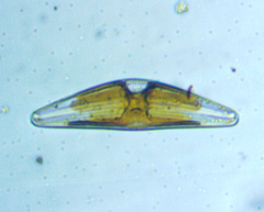 Cymbella
