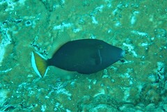 Sufflamen chrysopterum