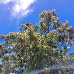 Anadenanthera colubrina