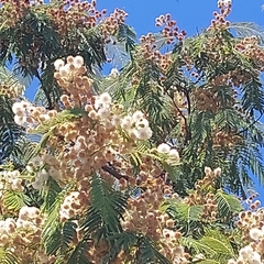 Anadenanthera colubrina