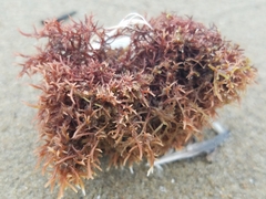 Rhodophyta