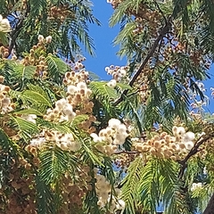 Anadenanthera colubrina