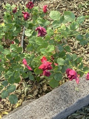 Rosales