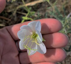 Oenothera nuttallii