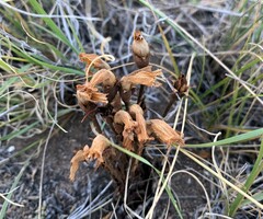 Aphyllon fasciculatum