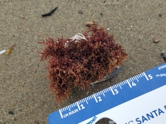Rhodophyta