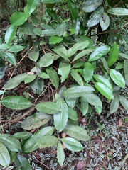 Eugenia brasiliensis