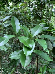 Eugenia brasiliensis