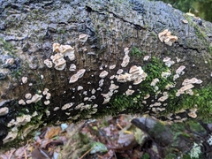 Fuscopostia fragilis