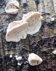 Fuscopostia fragilis