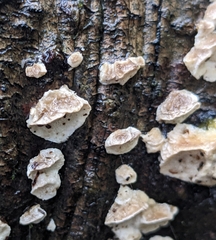 Fuscopostia fragilis