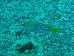 Halichoeres hortulanus