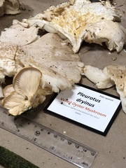 Pleurotus dryinus