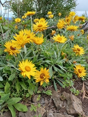 Xerochrysum bracteatum