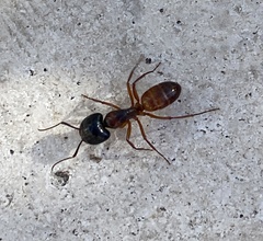 Camponotus sansabeanus