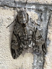 Psilogramma casuarinae