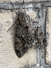 Psilogramma casuarinae