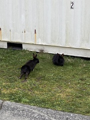 Oryctolagus cuniculus domesticus