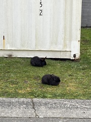 Oryctolagus cuniculus domesticus