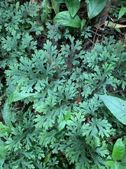 Selaginella