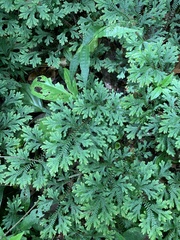 Selaginella