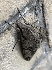 Psilogramma casuarinae