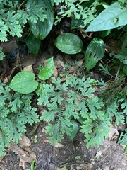 Selaginella