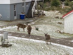 Odocoileus hemionus sitkensis