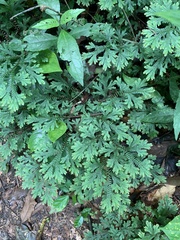 Selaginella