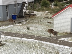 Odocoileus hemionus sitkensis