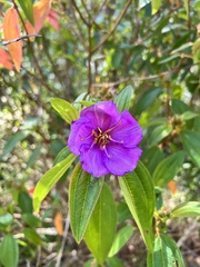 Melastoma malabathricum