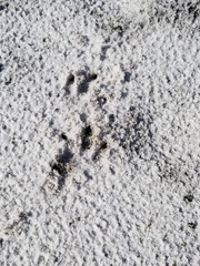 Dasypus novemcinctus