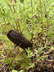 Prionoplus reticularis