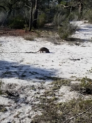 Dasypus novemcinctus