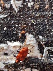 Lemodes coccinea
