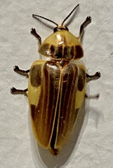 Aspisoma sticticum