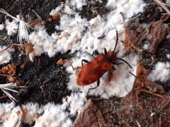 Lemodes coccinea