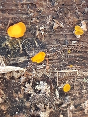 Orbilia xanthostigma