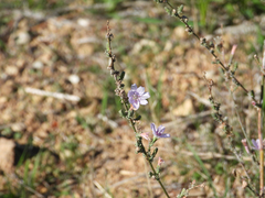 Stephanomeria virgata