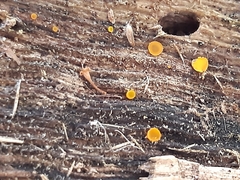 Orbilia xanthostigma